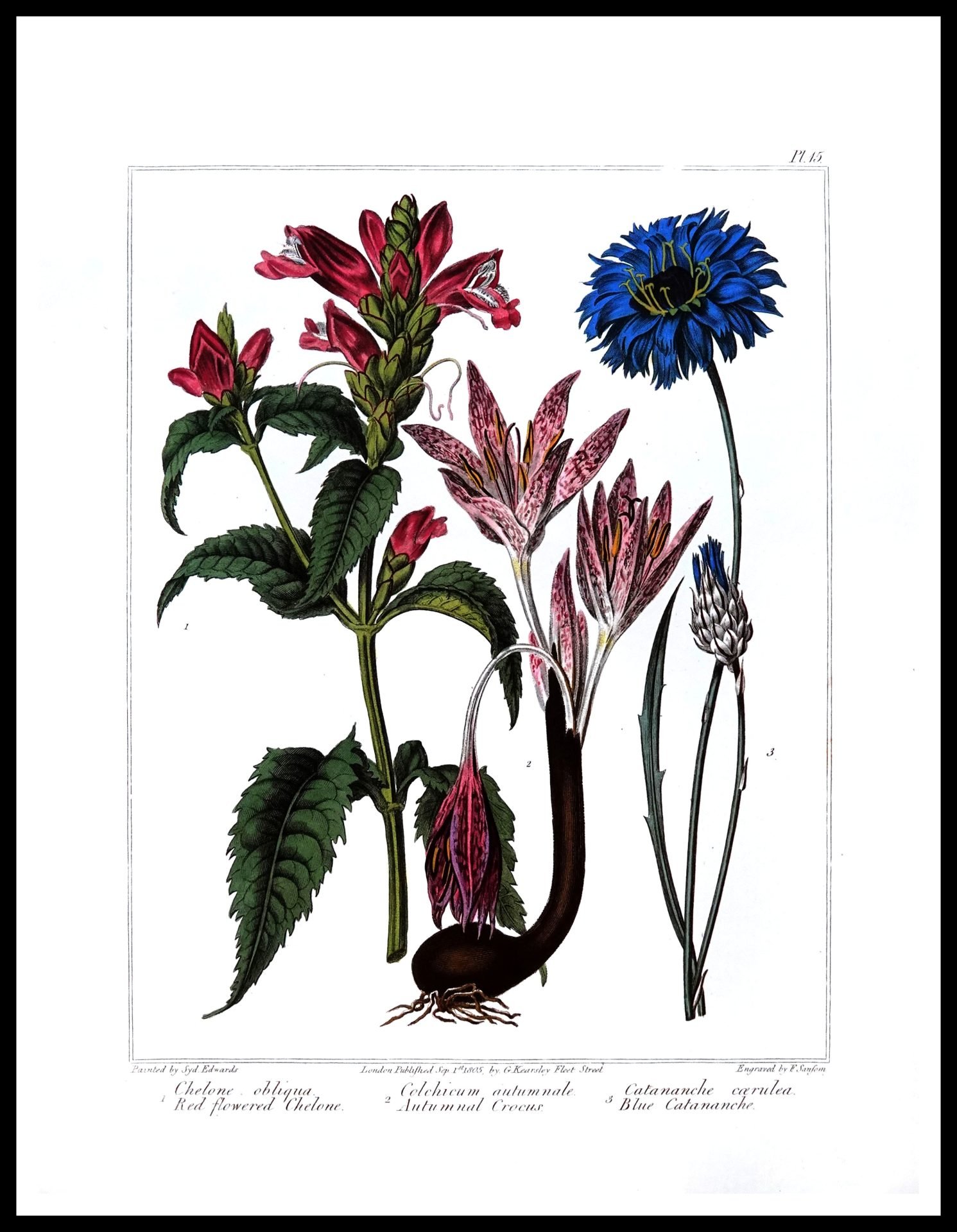 ALP F12023 Flowers (Antique Prints)